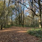 Autumnal photo of a woodland path.