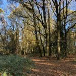 Autumnal photo of a woodland path.