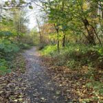 Autumnal photo of a woodland path.