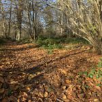 Autumnal photo of a woodland path.