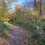 Autumnal photo of a woodland path.