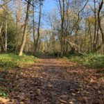 Autumnal photo of a woodland path.