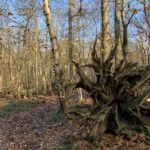 Autumnal photo of a woodland path with an attractive up turned tree stump.