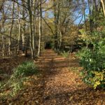 Autumnal photo of a woodland path.