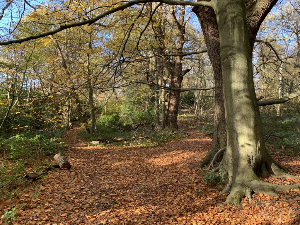 Photo of a woodland path.