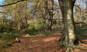 Photo of a woodland path.