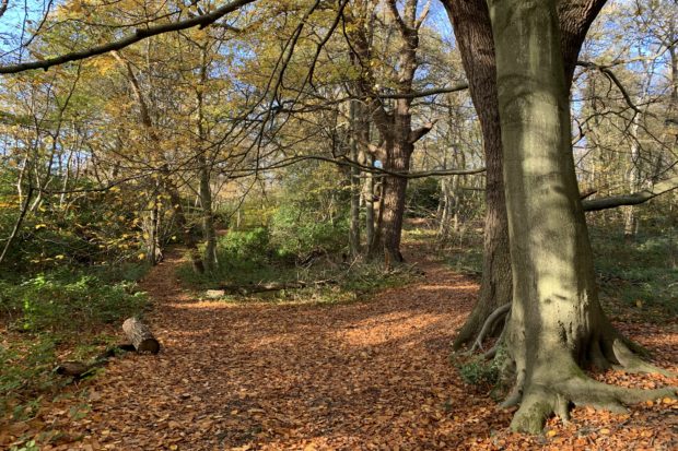 Photo of a woodland path.