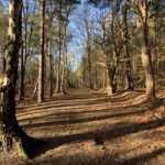 Photo of a woodland path.
