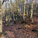 Photo of a woodland path.