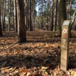 Photo of a woodland path through pine trees.