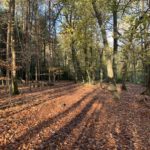 Autumnal photo of a woodland path.