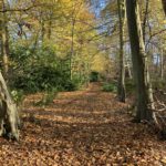 Autumnal photo of a woodland path.