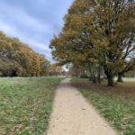 Autumnal photo of a surfaced path snaking past lovely trees