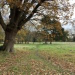 Autumnal photo of a grassy path below a beautiful oak tree