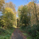 Photo of a woodland path.