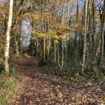 Photo of a woodland path.