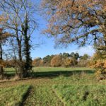 Autumnal photo of a meadow with oak trees and pines around the perimeter.