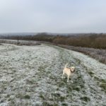 Photo os rolling meadow in winter, with light snow on the ground. Labrador dog in the foreground.