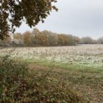 Photo of a large frosted meadow with oak trees around the edge.