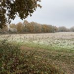 Photo of a large frosted meadow with oak trees around the edge.