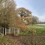 Photo of a gateway into a large frosted meadow with scattered oak trees.