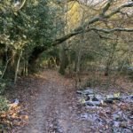 Photo of woodland with frost on the ground.