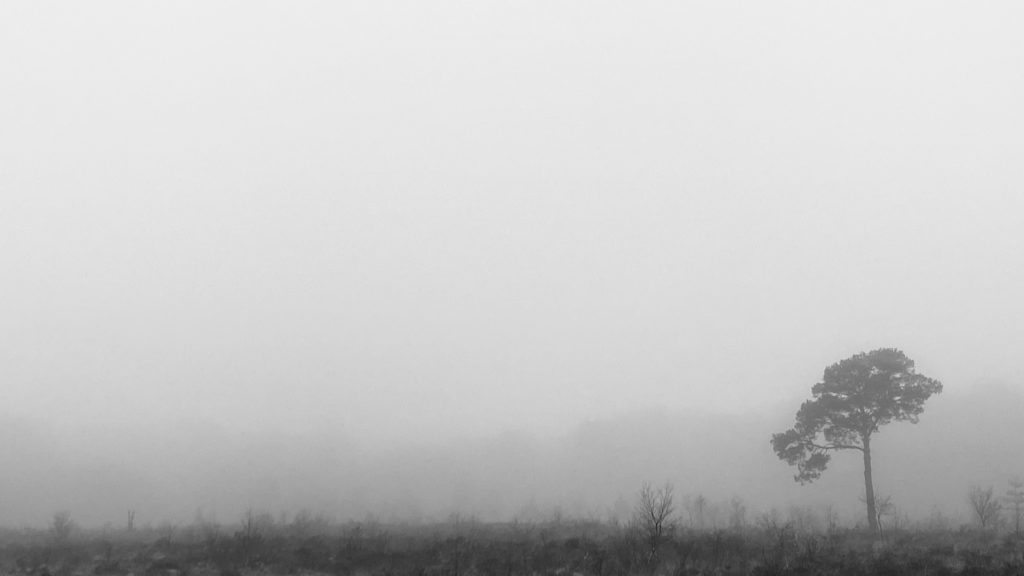 A photo of a foggy heathland scene. A solitary pine tree is just about visible in the distance