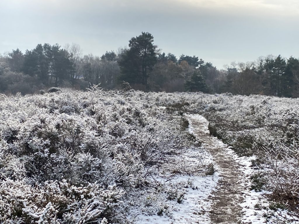 A photo of a snowy heathland scene. A track leads into the distance with snow-covered heather either side