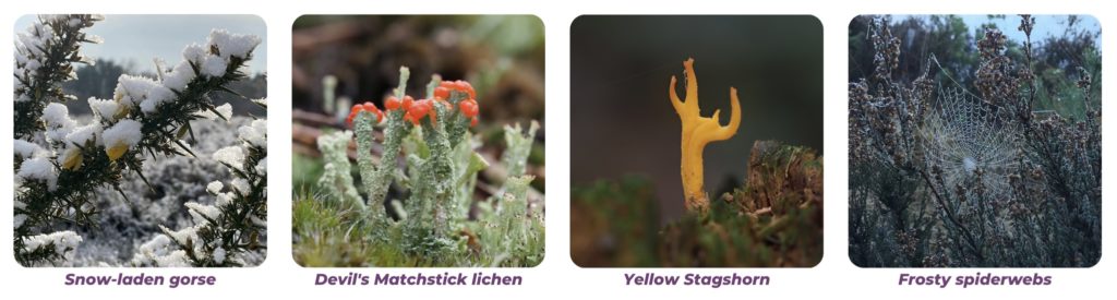 A montage of heathland wildlife to spot in winter: snow-covered gorse, Devil's Matchstick lichen, Yellow Stagshorn fungi and frosty spiderwebs