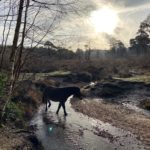 Interesting backlit photo of a pony walking through a gravelly streambed.