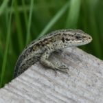 Photo of a lizard on the edge of a wooden boardwalk.
