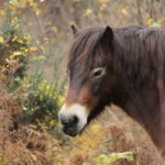 Nice photo of the head and neck of a brown pony amongst autumnal birch and yellow flowering gorse..
