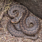 Photo of a curled up snake, its zig zag pattern indicating it's an Adder.
