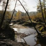 Interesting backlit photo of a stream, with autumnal birch trees.