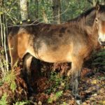 Nice photo of a brown pony lit up by warm autumnal light.