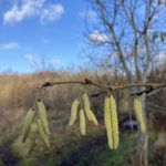 Close up photo of catkins hanging from a branch.