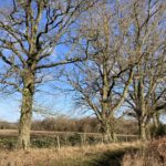 Photo of a lovely line of oak trees against a blue sky.