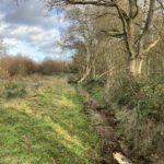 Photo of sun shining on a ditch running down the length of a hedgerow.