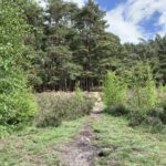 Photo of a small path leading through open heather and into the pine trees.