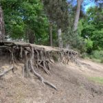 Photo of twisted roots of pine trees along a sandy bank.