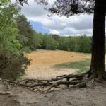 Photo of a shallow sandy bowl with a pine tree in the foreground.