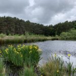 Photo of a pretty pond with Yellow Flag Iris in flower.