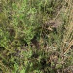 Photo of heathland vegetation, there's a Woodlark nest hidden here, but it's very difficult to see