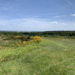 Photo of the view from Tweseldown in spring, with green grass and bracken in the foreground and the view stretching off into the distance