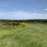 Photo of the view from Tweseldown in spring, with green grass and bracken in the foreground and the view stretching off into the distance