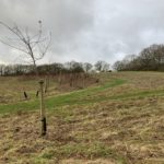 Photo of a sloping field with mown paths and newly planted trees.