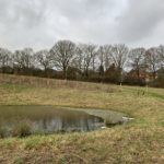 Photo of a sloping field with a pond and a line of mature oak trees.