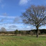 Photo of sunshine on a wintery day at Tweseldown, with open heathland and scattered trees