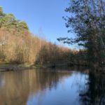 Photo of a shaded pond, with bright blue sky behind.