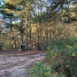 Gorse flowering with woodland in the background.